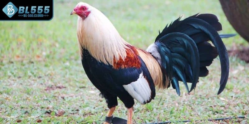 Gà Mỹ Là Gì? Khám Phá Chiến Kê Tốc Độ Lì Đòn Tại BL555 6 Điểm đặc biệt làm nên sự kịch tính của gà Mỹ là gì