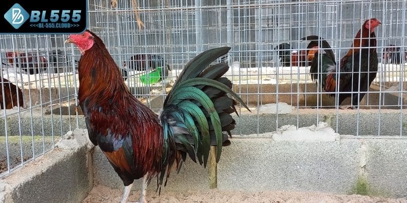 Gà Mỹ Là Gì? Khám Phá Chiến Kê Tốc Độ Lì Đòn Tại BL555 7 Chế độ huấn luyện rất quan trọng khi chọn gà