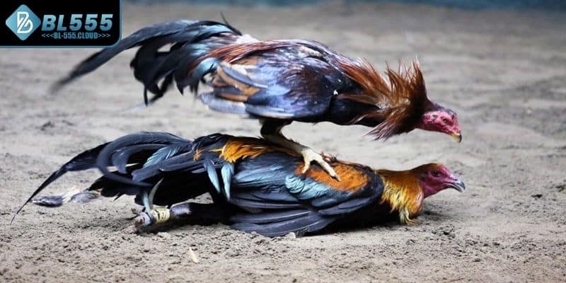 Gà Peru Là Gì? Mẹo Chơi Chuẩn Xác Cho Cược Thủ Tại BL555 6 Những chiến lược thông minh giúp chiến thắng lớn