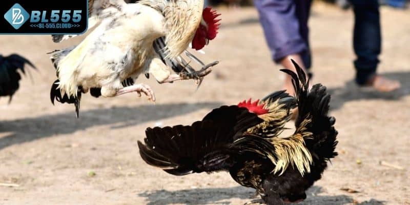 Gà Peru Là Gì? Mẹo Chơi Chuẩn Xác Cho Cược Thủ Tại BL555 7 Chọn chiến kê kỹ càng