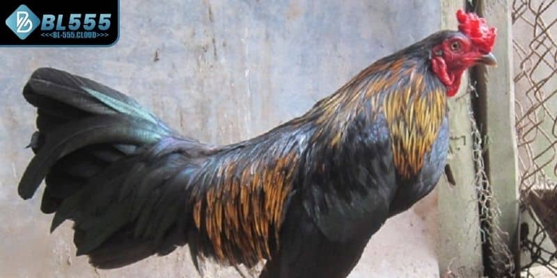 Gà Peru Là Gì? Mẹo Chơi Chuẩn Xác Cho Cược Thủ Tại BL555 5 Giải mã cho anh em về đá gà Peru là gì